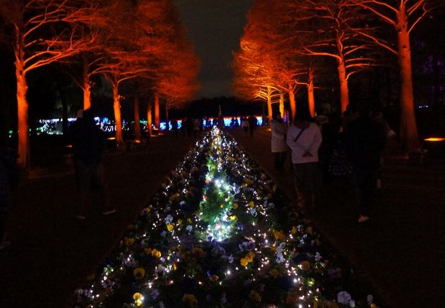 長居植物園　ガーデンイルミネーション