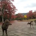 奈良公園