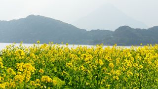 開聞岳と菜の花の競演