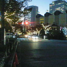 枝ぶりが広い街路樹に明りが灯ります。