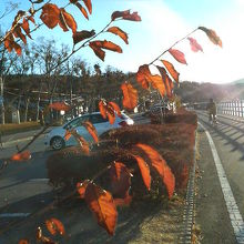 散歩やサイクリングのできる遊歩道が整備されています。
