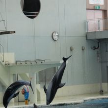 イッテｑ水族館があります By Tmpton 横浜 八景島シーパラダイス アクアリゾーツのクチコミ フォートラベル