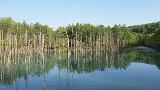 青い池と白樺並木が美しい