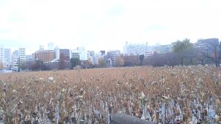 池を埋め立てて水田