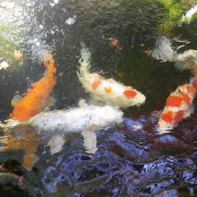 池に鯉がいました