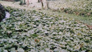 清らかな水の中で成長するワサビ