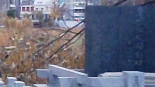 琴の形の干菓子