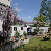 藤棚が有名で、４月になると紫色をした藤のきれいな花を辺り一面で見る事ができます。