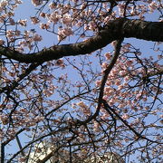 ただいま糸川桜まつりを開催中です！