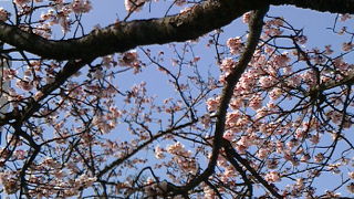 ただいま糸川桜まつりを開催中です！