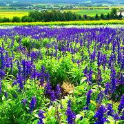 夏の富良野最高！