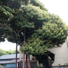 今は大シイの木の寺ですが