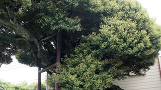 大奥をめぐる大スキャンダルの寺