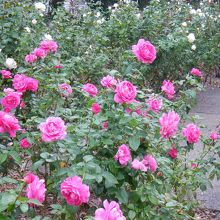 「マチルダ」の群生