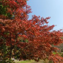 石段下付近の紅葉