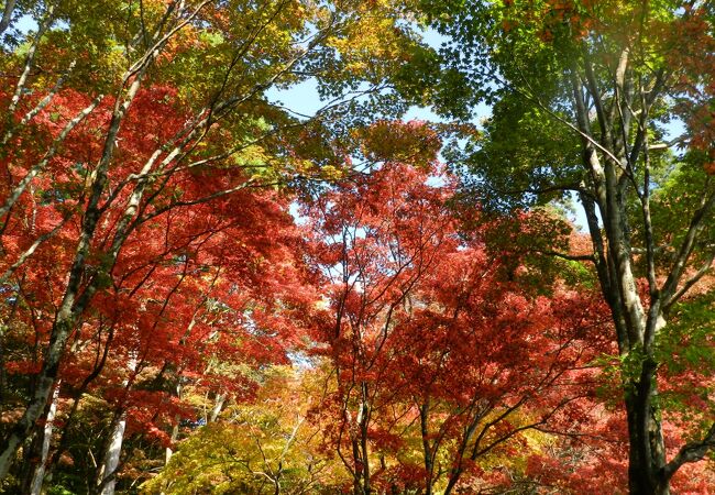 参道の石段から見た紅葉