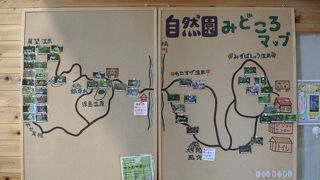 ミズバショウいっぱい！