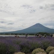 ラベンダー畑と富士山のコントラスト