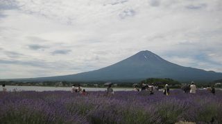 ラベンダー畑と富士山のコントラスト