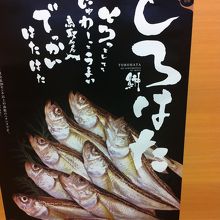 食事処に貼っていました。ハタハタ！秋田の他、鳥取も有名