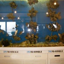 かきの成長具合が判ります