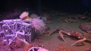 無料の水族館ですか？規模が大きくないとは言え驚きました。まあまあ楽しい。