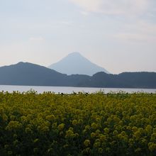 菜の花と薩摩富士