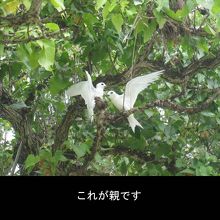 こちらは先ほどのヒナ鳥のおかあさん達です