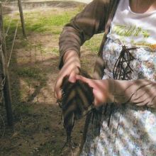 その名もパンケーキちゃん。このココバードは男の子らしいです