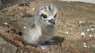 ココス島のもう一つの楽しみ方