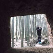 孟宗竹の林と写真撮る人