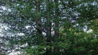 緑豊かな公園です　散歩によいです