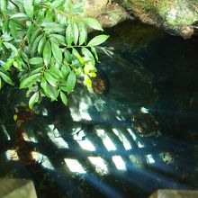 とても綺麗なお水でした！