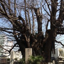 とっても大きなイチョウです