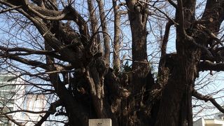 国指定天然記念物のイチョウ