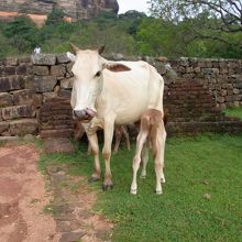 敷地内には野良牛（？）や野良犬も暮らしているようです