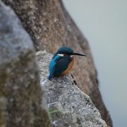 カワセミが見られますよ