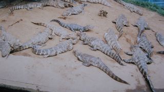 ワニのコレクションとしては世界一