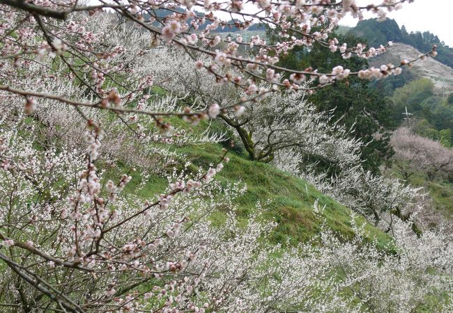 南朝の時代からの梅の名所