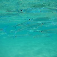 目の前のビーチでシュノーケルをレンタルして魚を見ました。