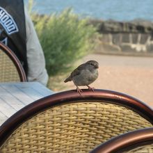 鳥がパンくずを狙ってました。