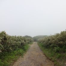 しばらく行くと背の高い木々もなくなり視界がひらけます