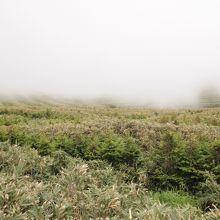 植生回復にササが植えられている模様