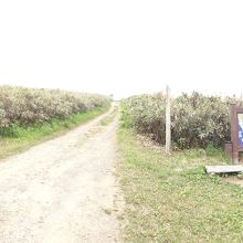 礼文滝への分岐点