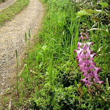 林道に戻って。林道自体に花は少なく。