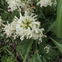 これは林道でしか見なかったお花。