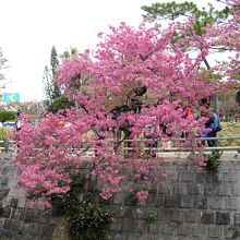 2月の与儀公園のカンヒザクラ