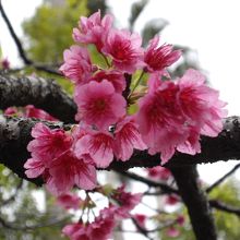 2月の与儀公園のカンヒザクラ