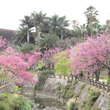 2月の与儀公園のカンヒザクラ