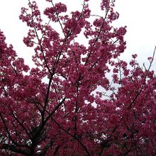 2月の与儀公園のカンヒザクラ